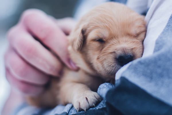 Puppy labrador in caring breeders hands
