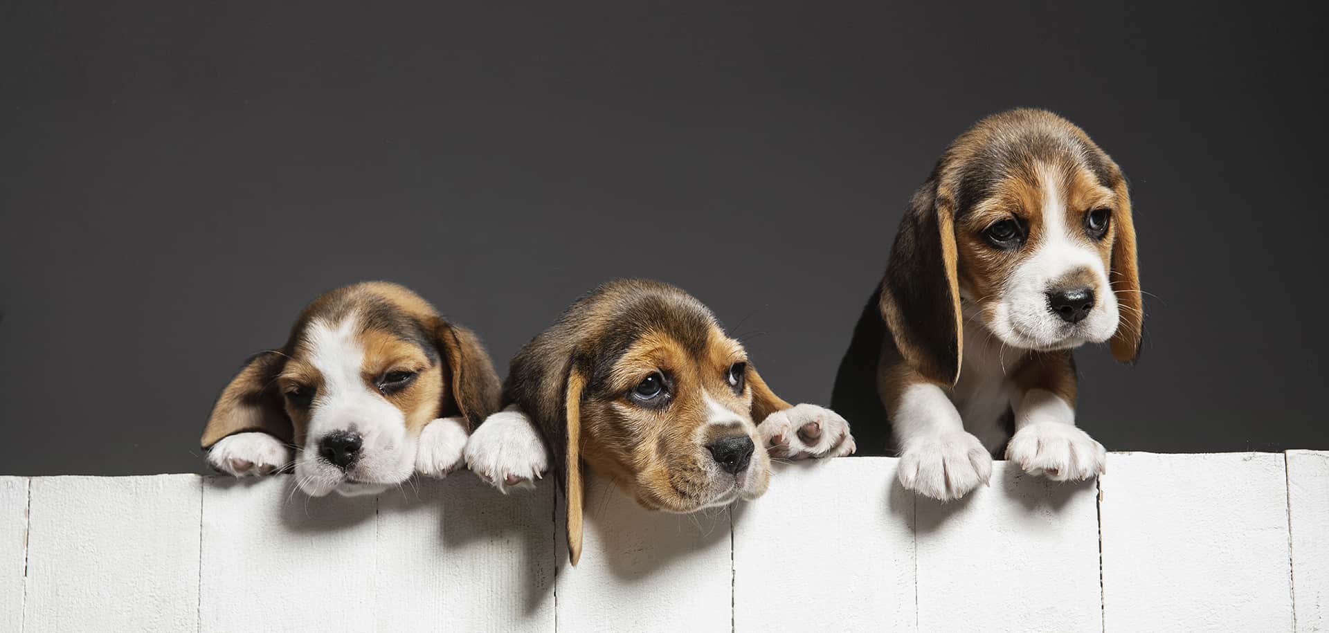 beagle puppies climbing out of box
