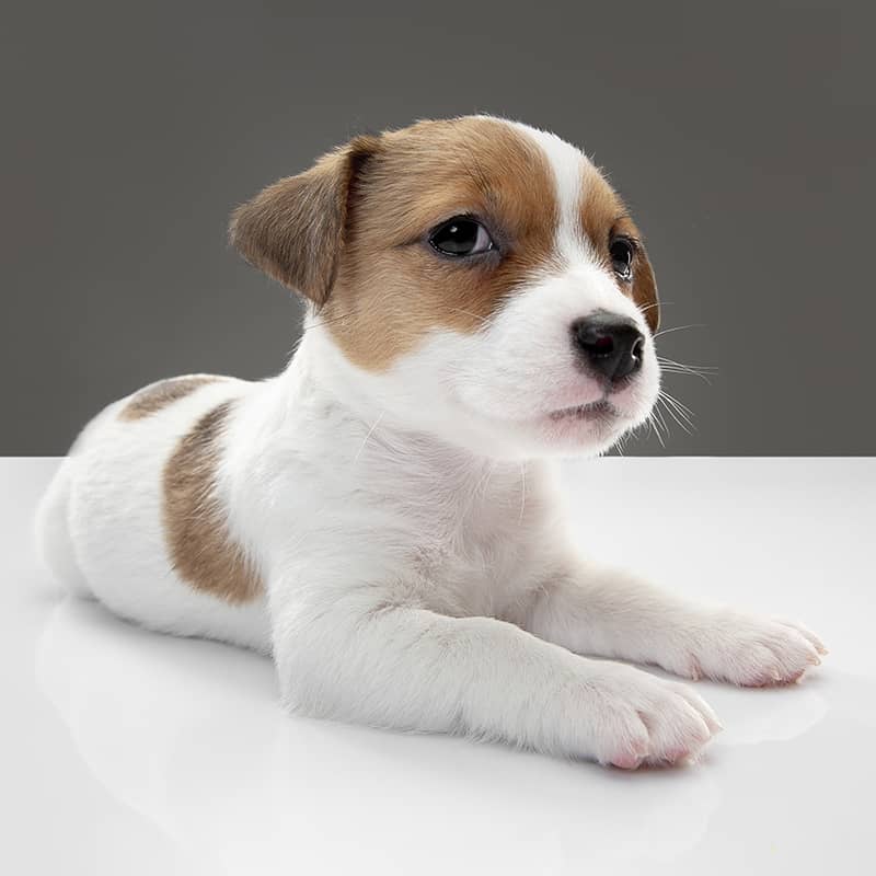 inquisitive jack russell puppy