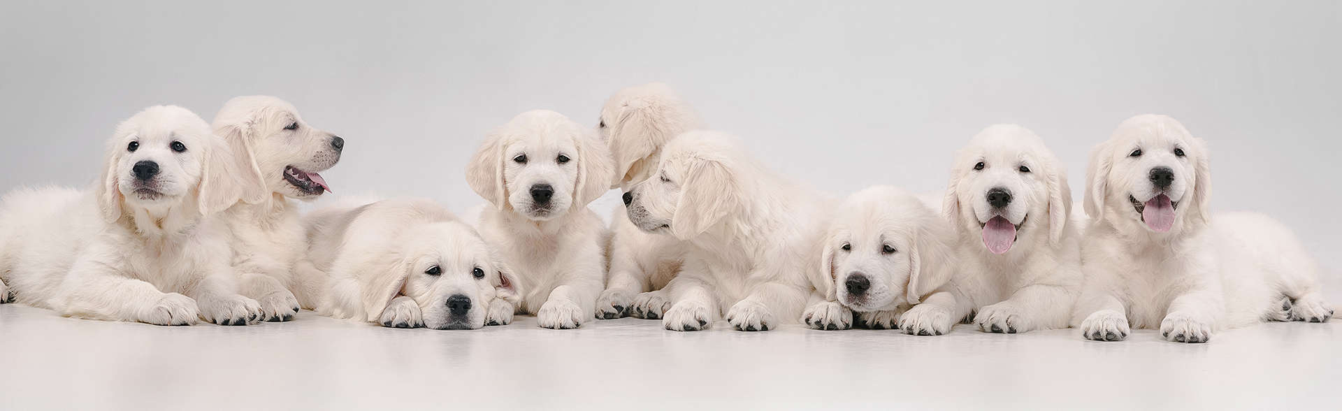 litter of pure white large breed puppies