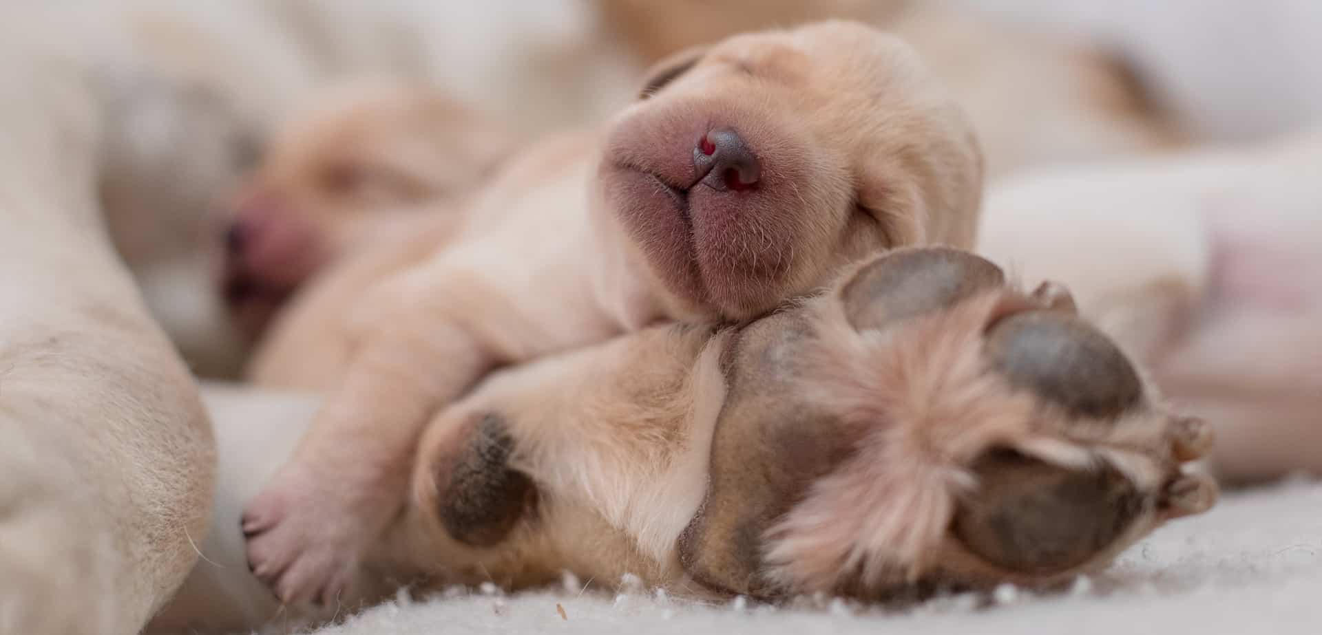 puppy lying on adult dog paw