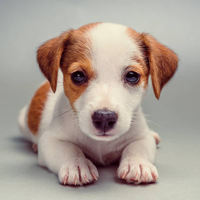 small healthy puppy looking at the camera