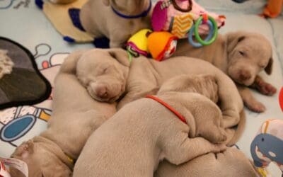 Puppy Socialisation for breeders: Giving pups the best start