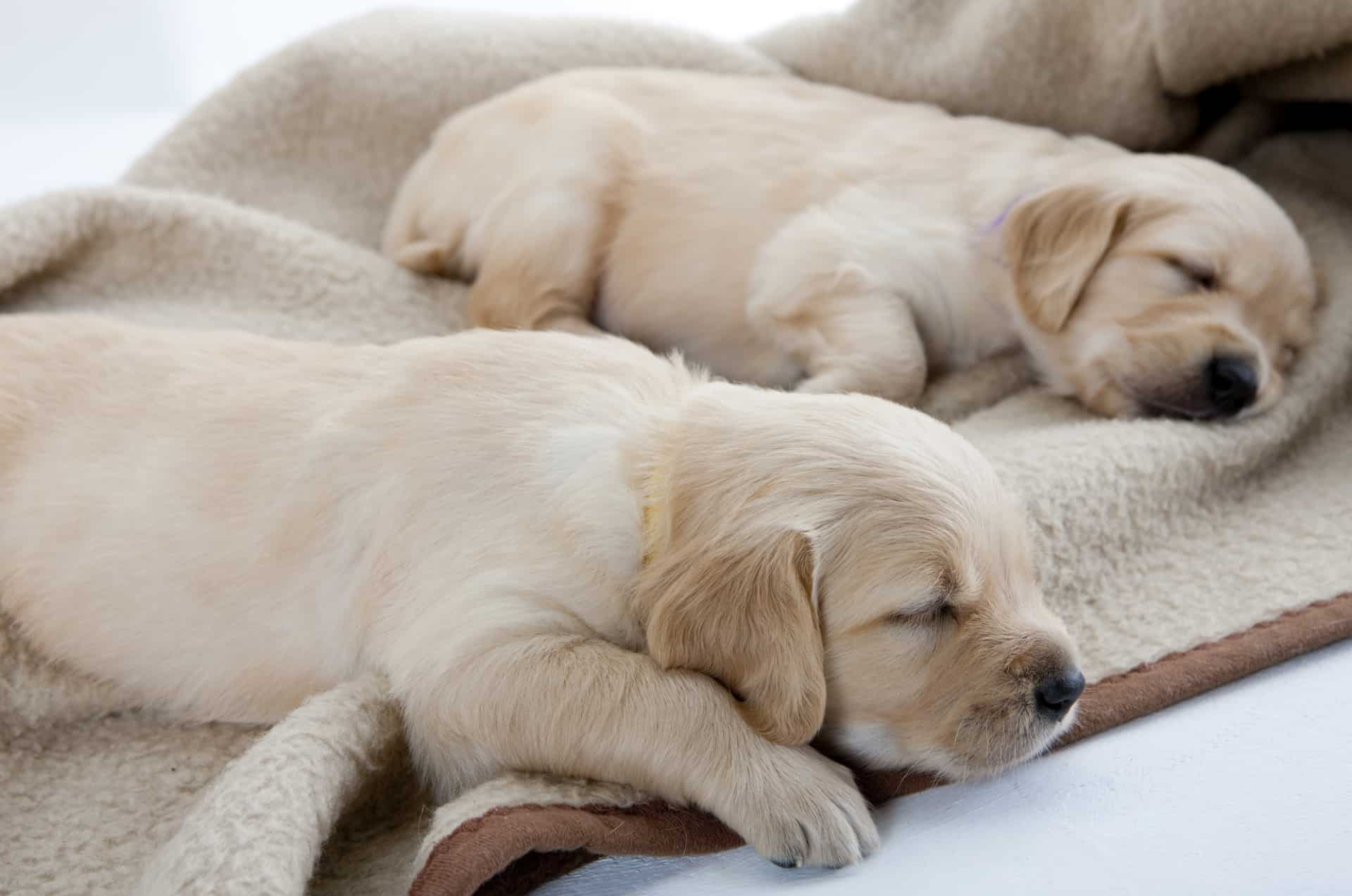 labrador puppies sleeping