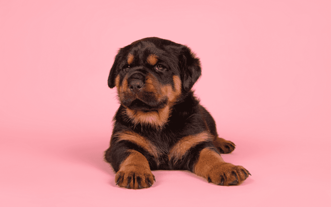 The Dog Breeder’s Guide to becoming a licensed dog breeder