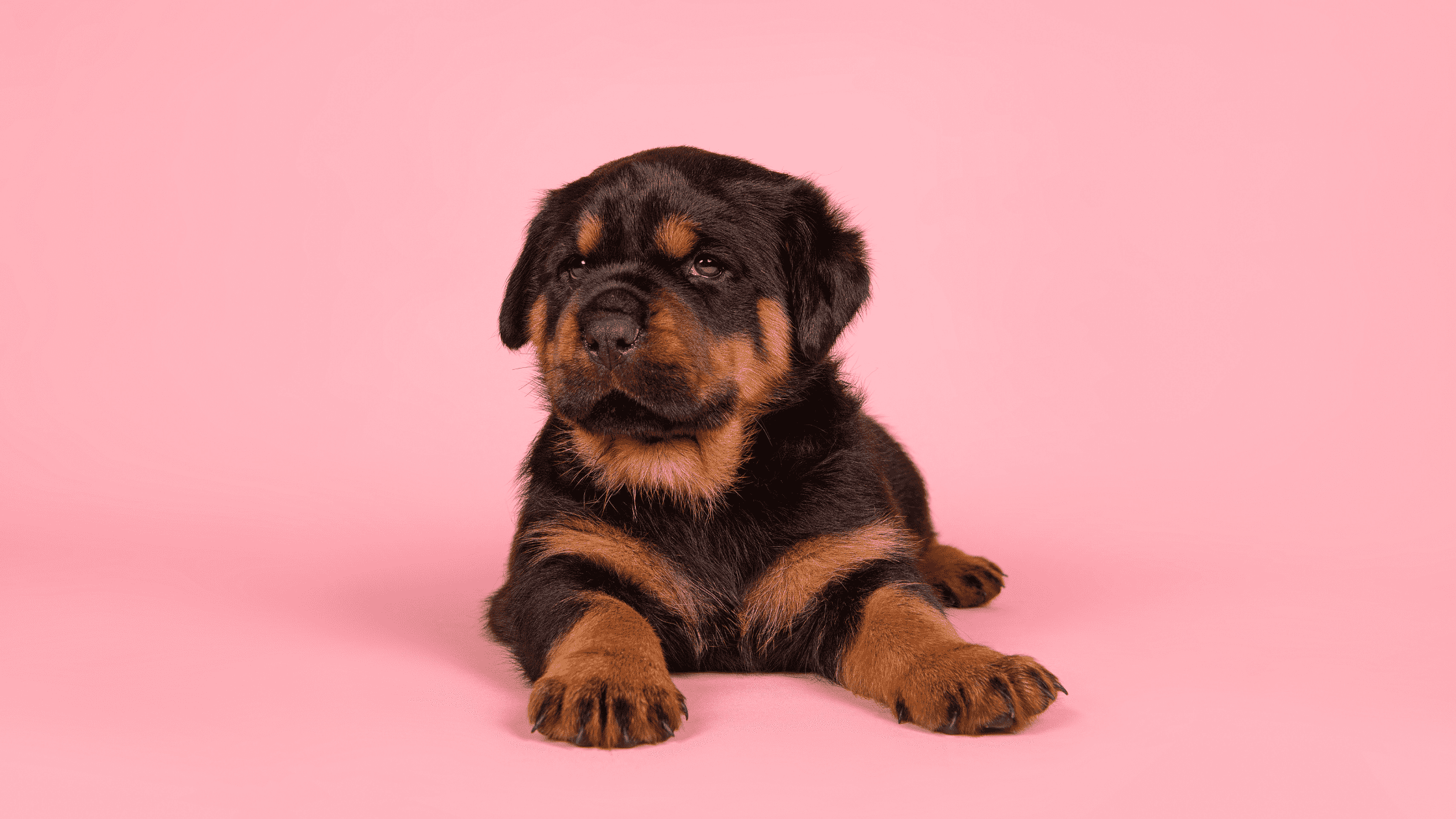 licensed dog breeder puppy pink background