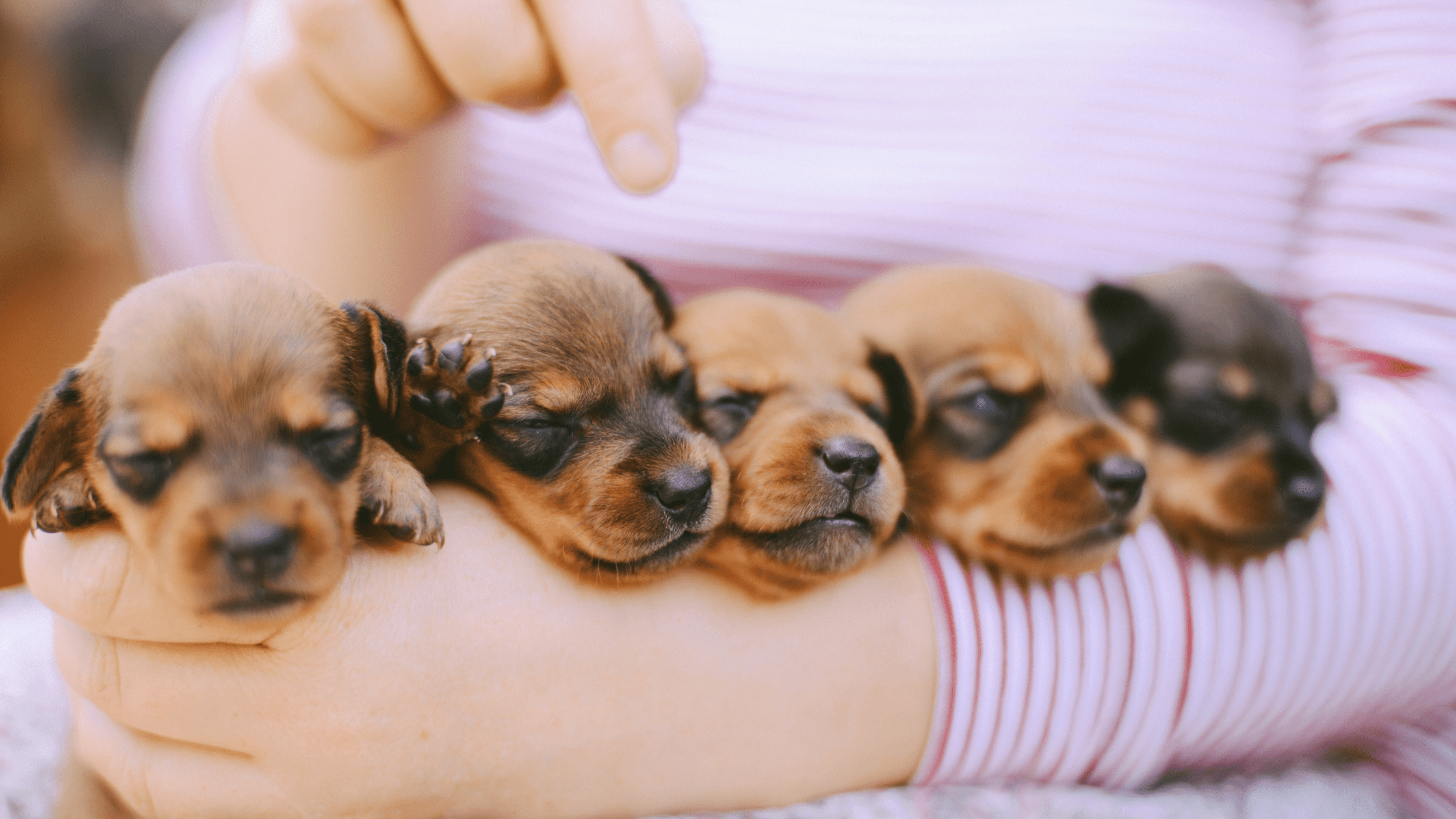 puppies in arms ofqual level 3 qualification in dog breeding 4