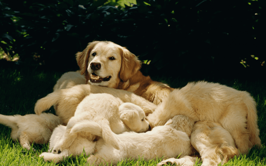 National Dog Breeder Day – 25th November