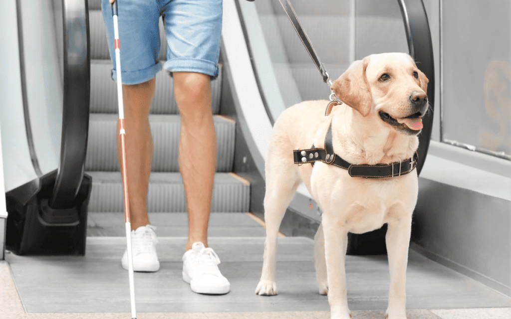image of a guide dog leading human off an escalator