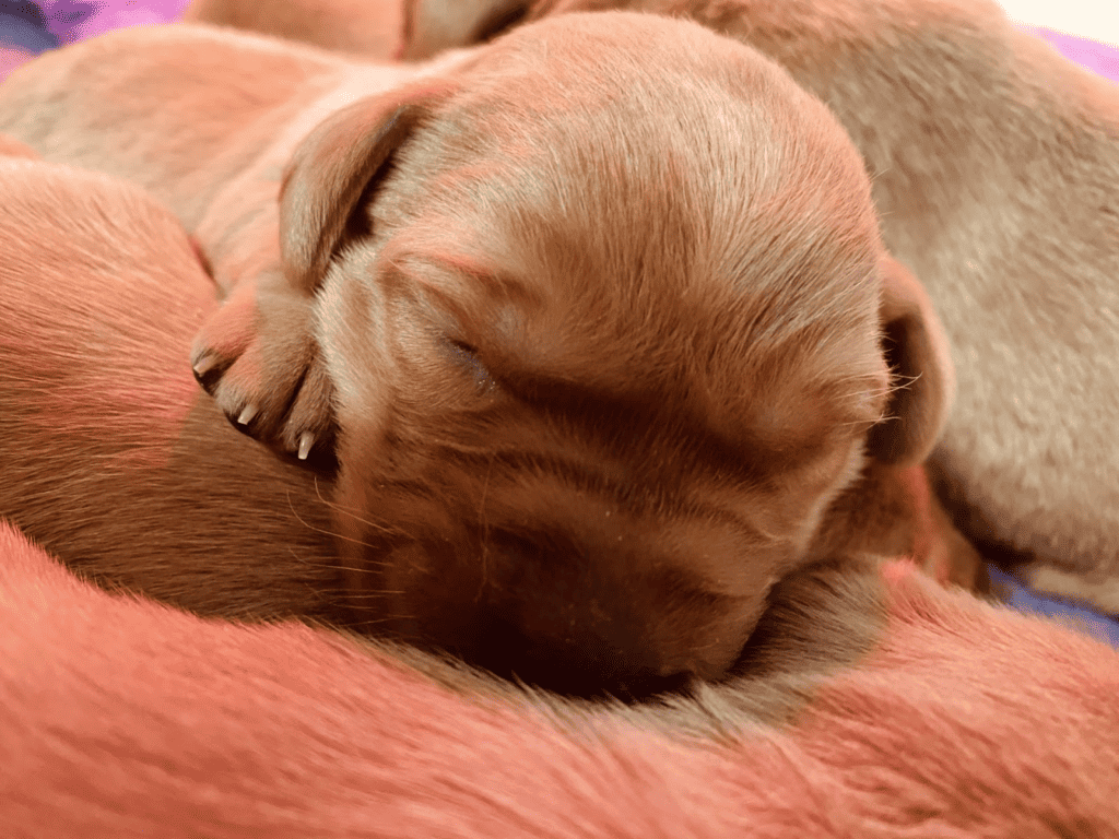 image of a newborn labrador puppy