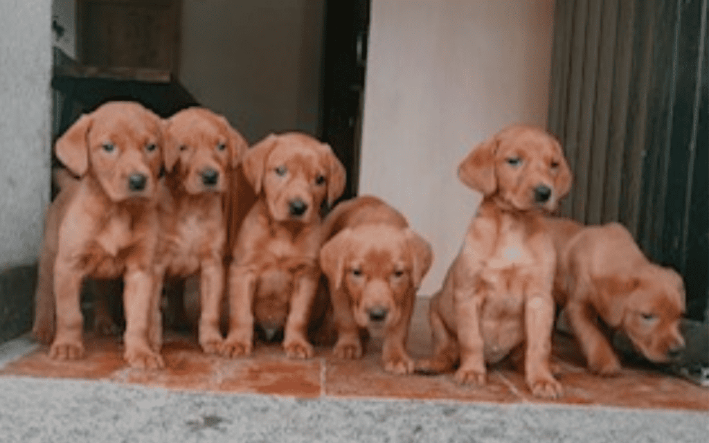 young guide dog puppies standing on a step