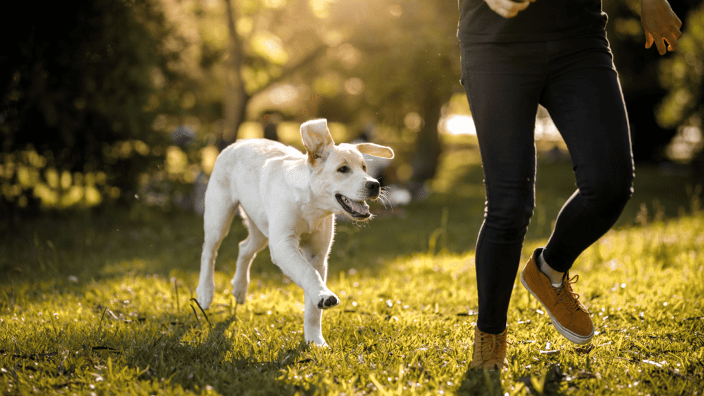 dog and human walking together happily 