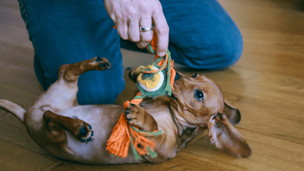 dachshund puppy playing with toy