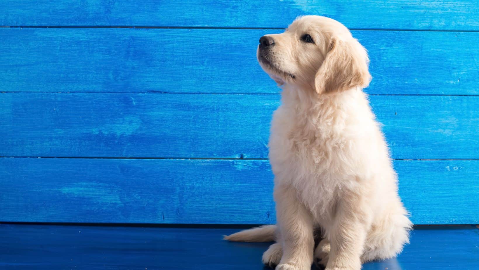 golden retriever puppy on blue background