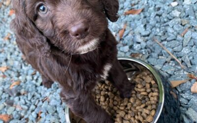 Fish4Dogs Puppy Food & Breeder Club Review (no holds barred)