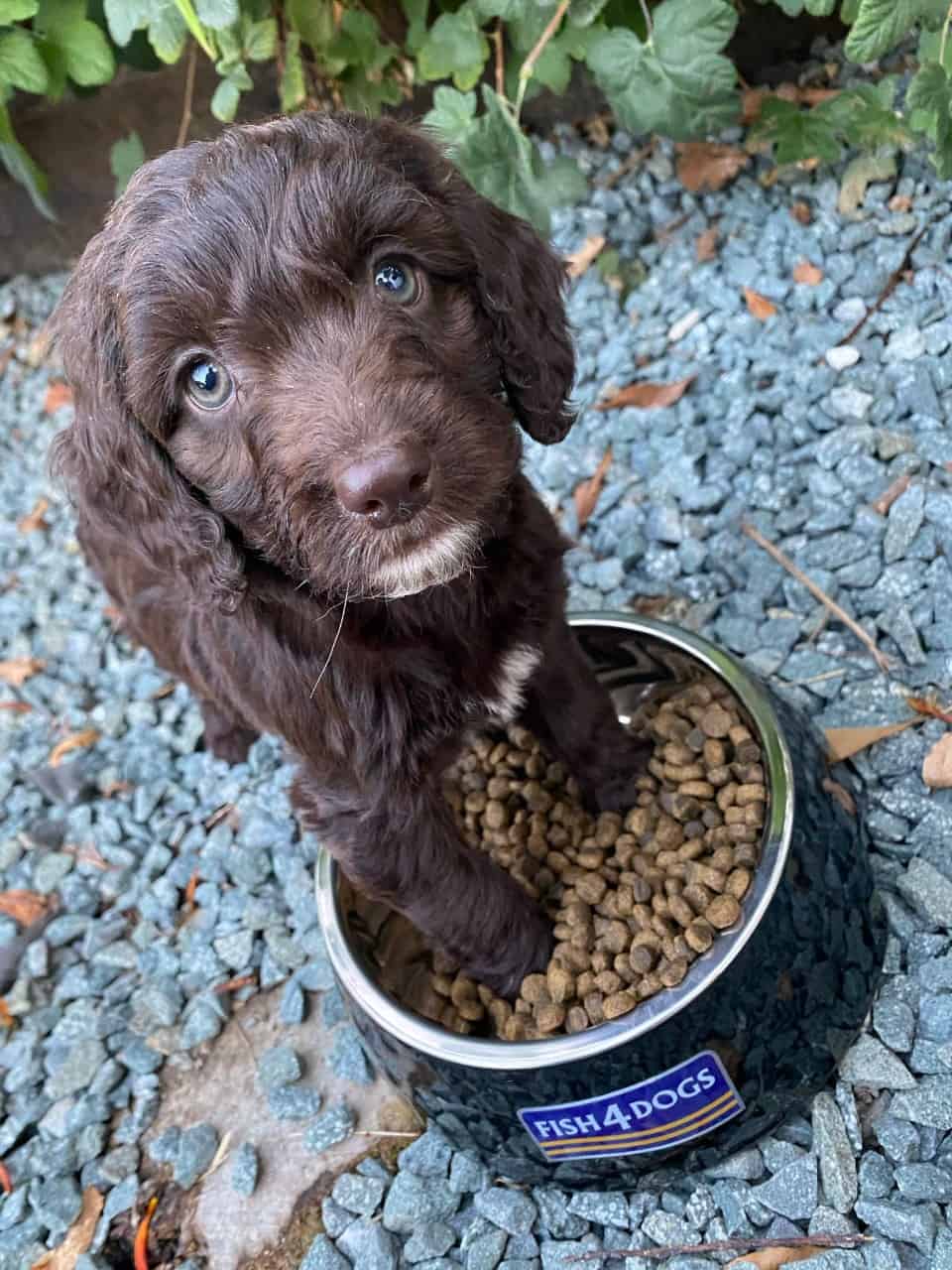small brown puppy with bowl of fish 4 dogs puppy food