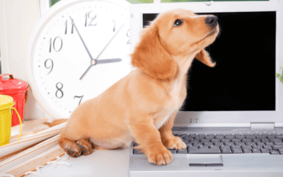 Safeguard your puppies with online vet support 